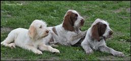 wye niemiecki, spinone italiano