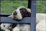 wye niemiecki, spinone italiano