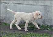 wye niemiecki, spinone italiano