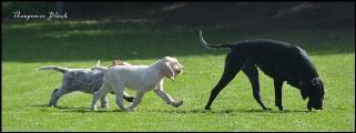 wye niemiecki, spinone italiano