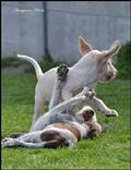 wye niemiecki, spinone italiano