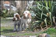 wye niemiecki, spinone italiano