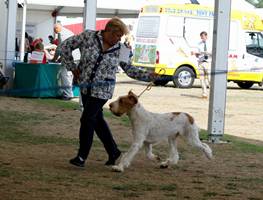 wye niemiecki, spinone italiano