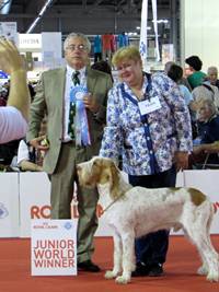 wye niemiecki, spinone italiano