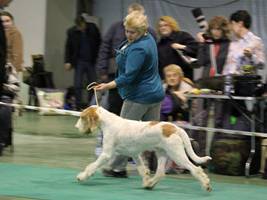 wye niemiecki, spinone italiano