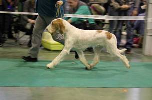 wye niemiecki, spinone italiano