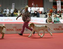 wye niemiecki, spinone italiano
