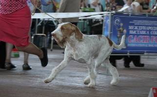 wye niemiecki, spinone italiano