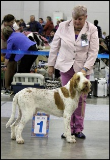 wye niemiecki, spinone italiano