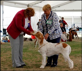 wye niemiecki, spinone italiano