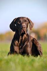 wye niemiecki, spinone italiano