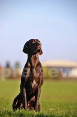 wye niemiecki, spinone italiano