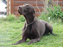 wye niemiecki, spinone italiano