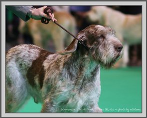 wye niemiecki, spinone italiano