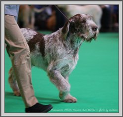 wye niemiecki, spinone italiano