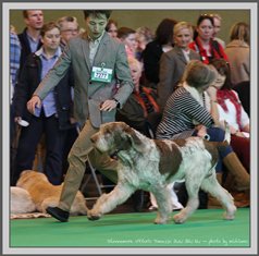 wye niemiecki, spinone italiano