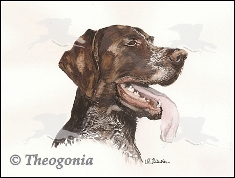 wye niemiecki, spinone italiano