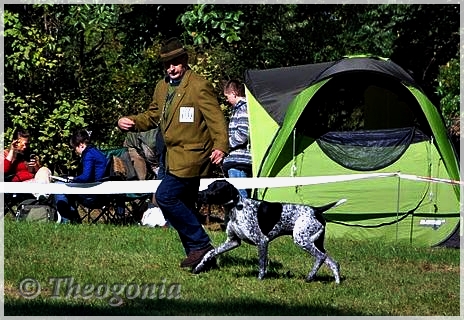 wye niemiecki, spinone italiano