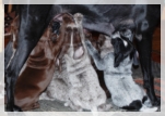 wye niemiecki, spinone italiano