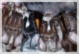 wye niemiecki, spinone italiano