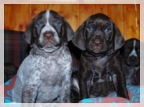 wye niemiecki, spinone italiano