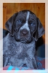 wye niemiecki, spinone italiano