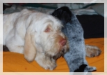 wye niemiecki, spinone italiano