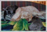 wye niemiecki, spinone italiano