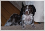 wye niemiecki, spinone italiano