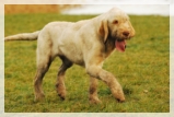 wye niemiecki, spinone italiano
