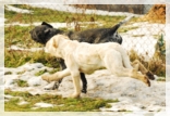 wye niemiecki, spinone italiano