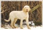 wye niemiecki, spinone italiano