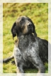 wye niemiecki, spinone italiano