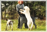 wye niemiecki, spinone italiano