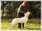 wye niemiecki, spinone italiano
