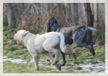 wye niemiecki, spinone italiano