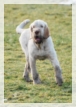 wye niemiecki, spinone italiano