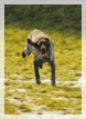 wye niemiecki, spinone italiano