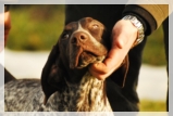 wye niemiecki, spinone italiano