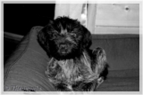 wye niemiecki, spinone italiano