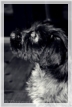 wye niemiecki, spinone italiano
