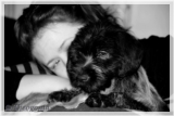 wye niemiecki, spinone italiano