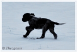 wye niemiecki, spinone italiano