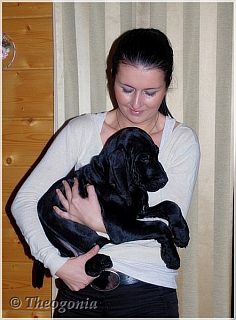 wye niemiecki, spinone italiano