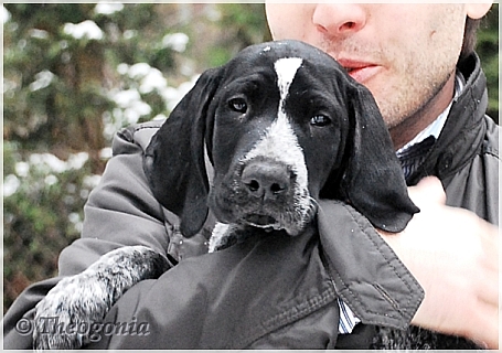 wye niemiecki, spinone italiano
