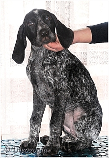 wye niemiecki, spinone italiano