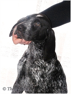 wye niemiecki, spinone italiano