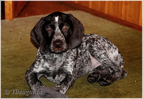 wye niemiecki, spinone italiano