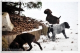 wye niemiecki, spinone italiano