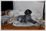 wye niemiecki, spinone italiano